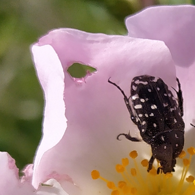 Oxythyrea funesta - sokpettyes virágbogár