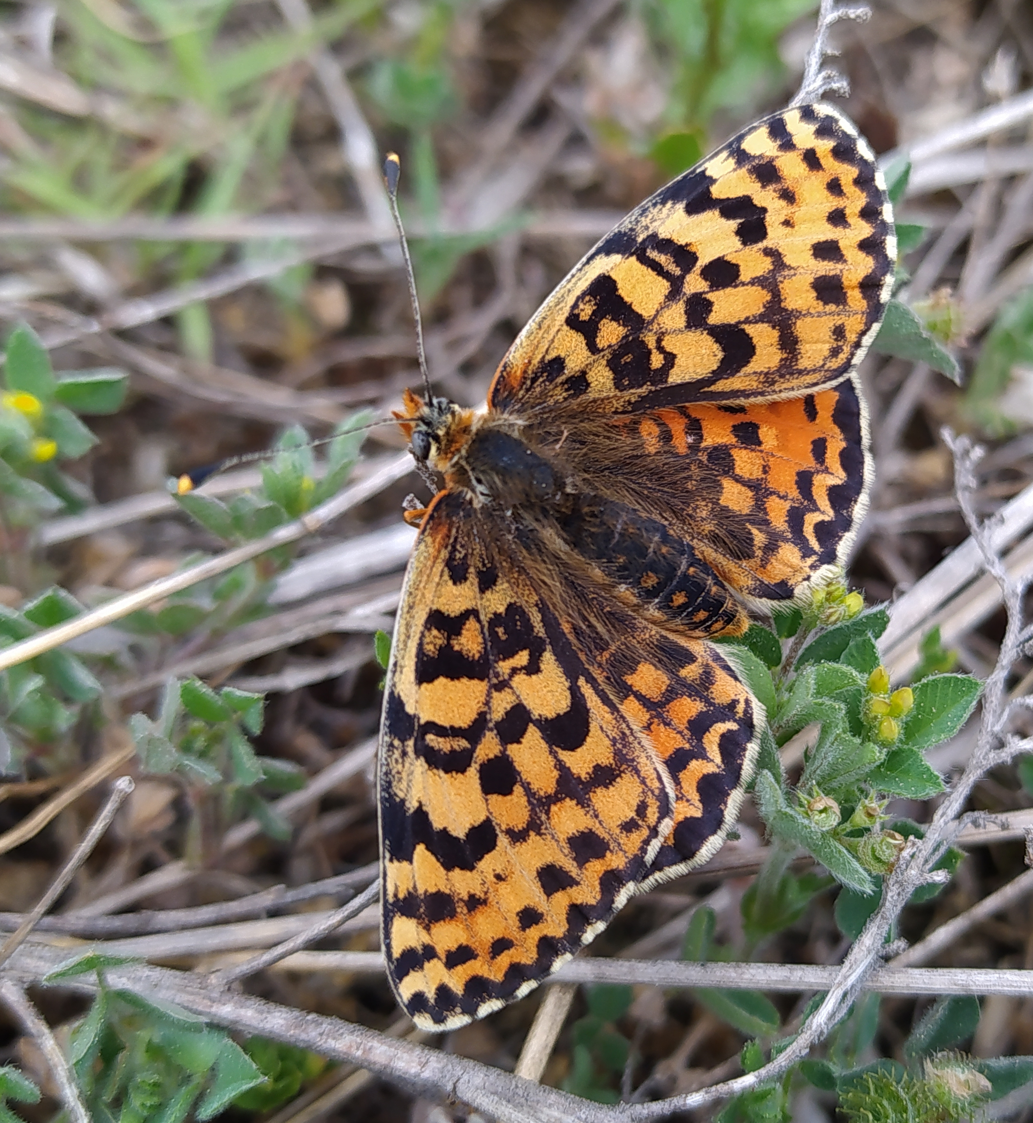 Melitaea didyma - tüzes tarkalepke