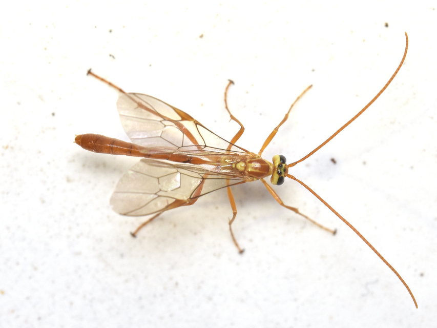Ophion obscuratus