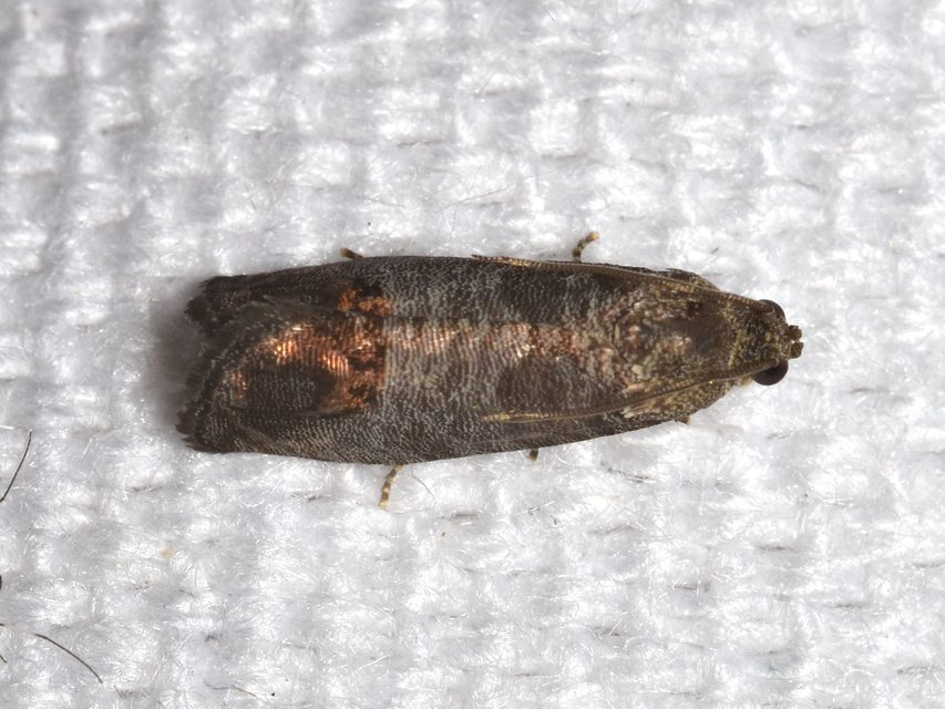 Cydia pomonella - almamoly