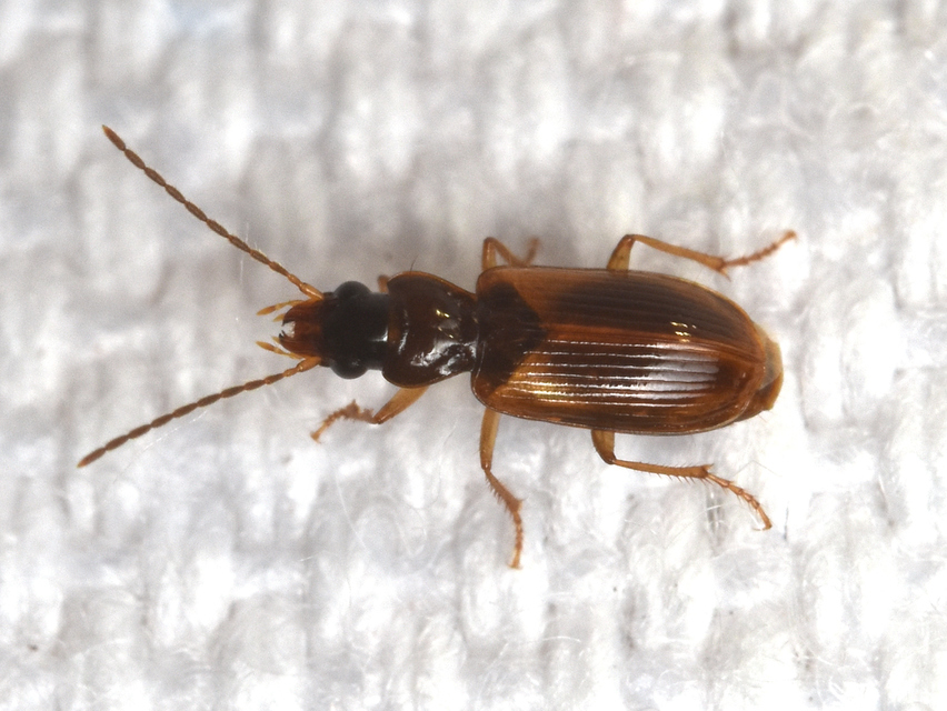 Anthracus consputus - nyerges kisdedfutó