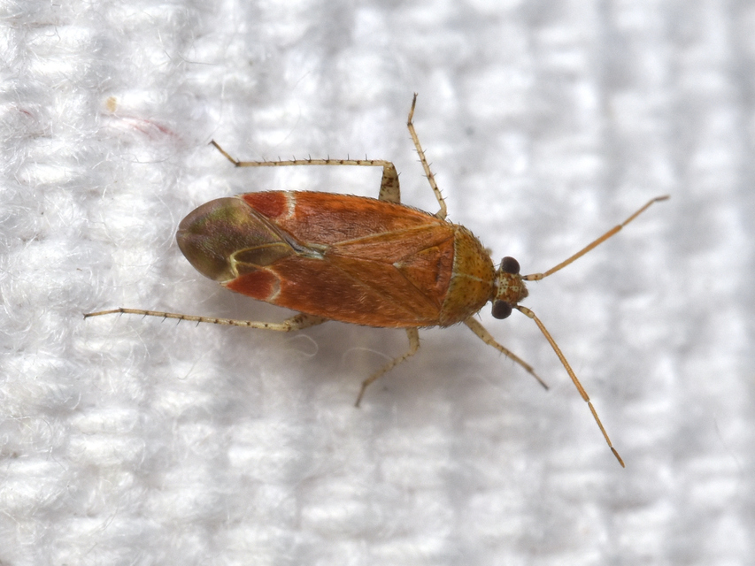Psallus Psallus
