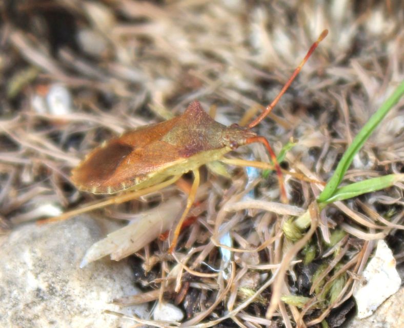 Gonocerus acuteangulatus - aranypetés karimáspoloska