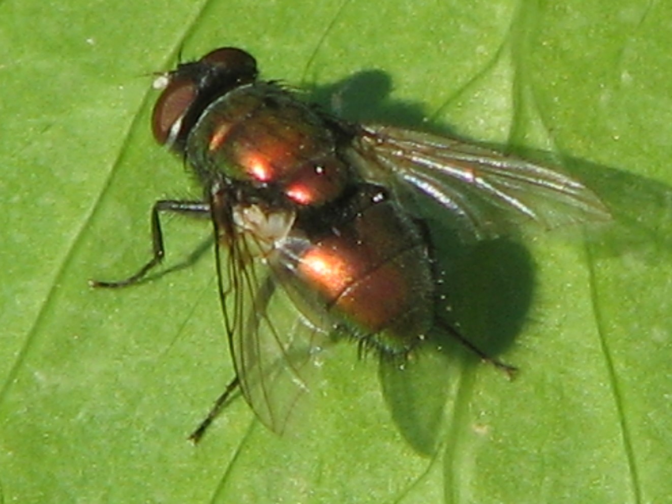 Lucilia