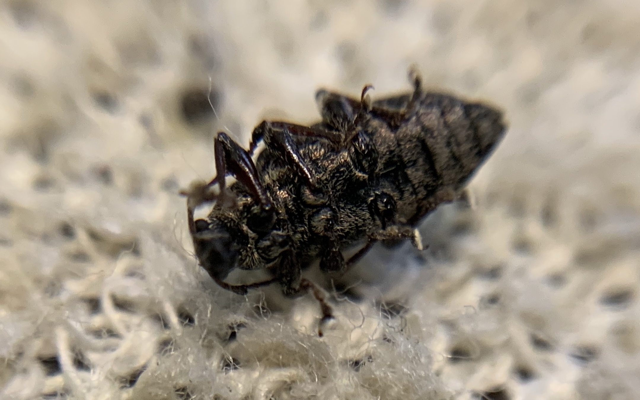 Phyllobius pyri - gyümölcsfa-levélormányos