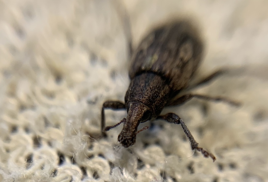 Graptus triguttatus - kárpáti nadálytőormányos