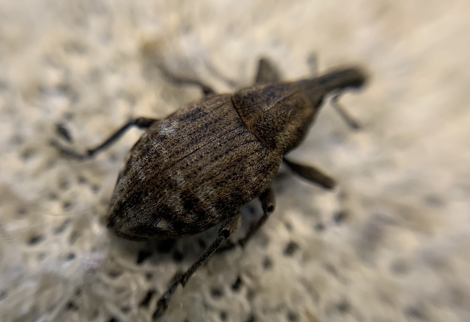 Lepyrus capucinus - pettyes fűzormányos