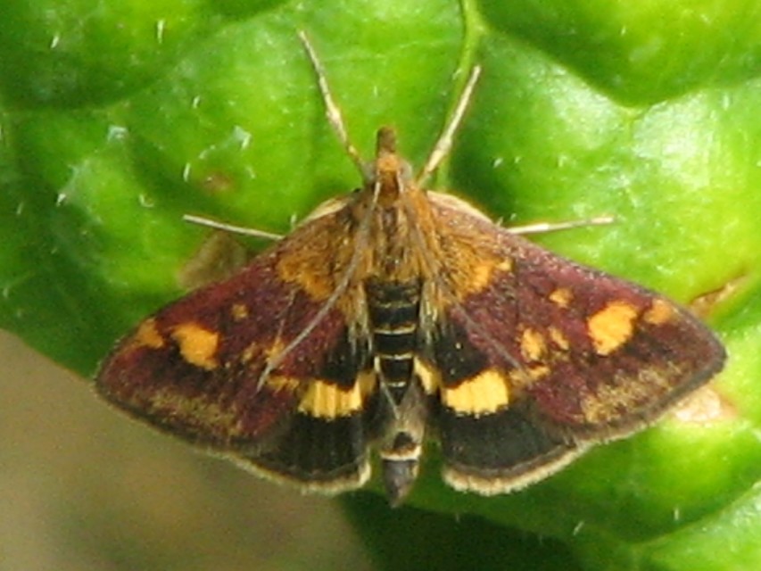 Pyrausta aurata - aranyló bíbormoly