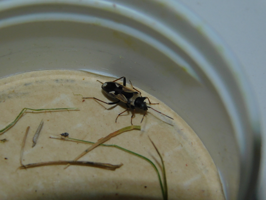 Raglius confusus