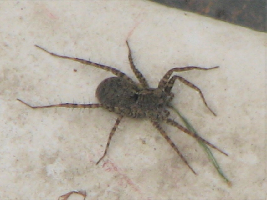 Pardosa hortensis