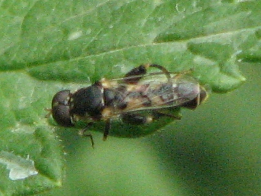 Syritta pipiens - zizegő comboslégy
