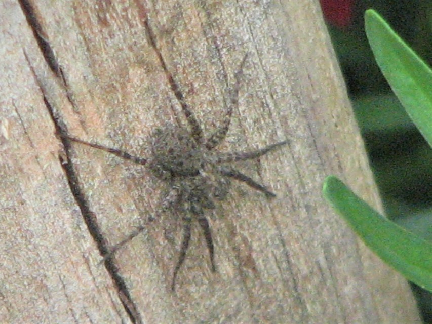 Pardosa hortensis