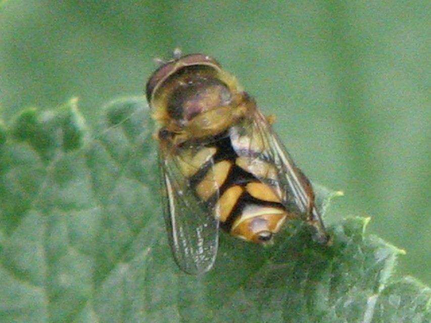 Eupeodes corollae - gyakori mezeilégy