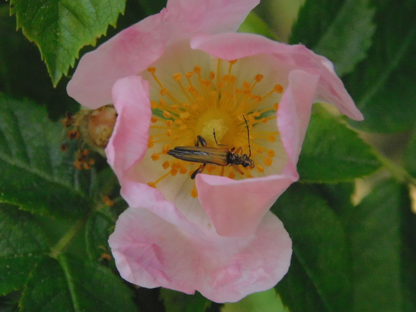 Oedemera podagrariae - székfű-álcincér