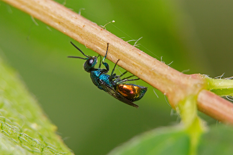Omalus biaccinctus