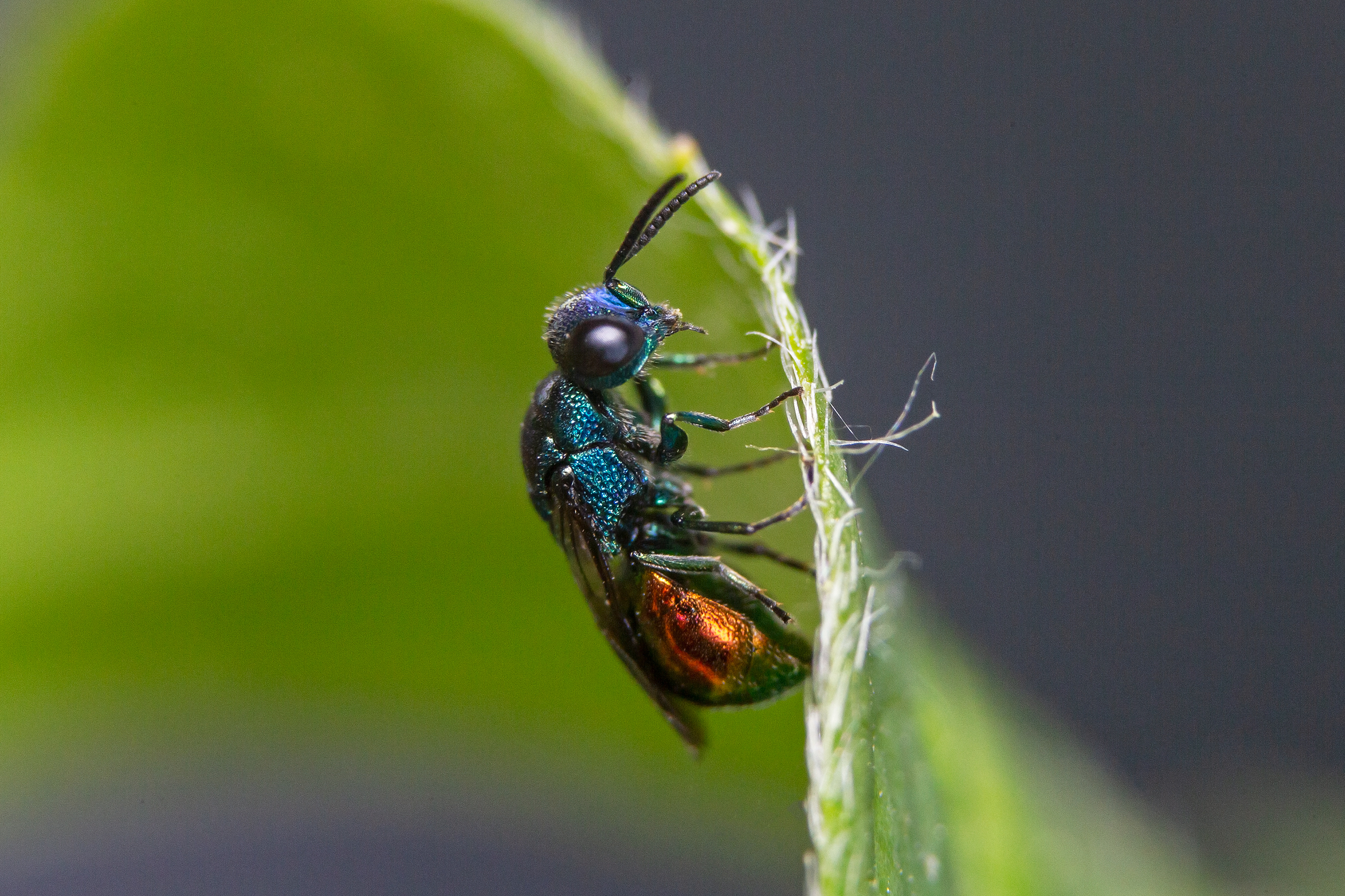 Omalus biaccinctus