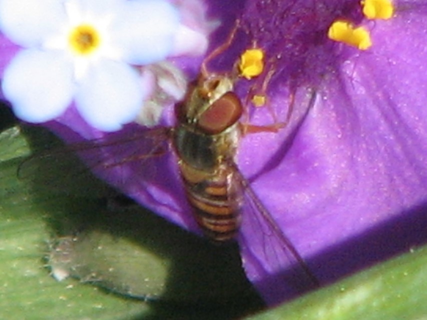 Episyrphus balteatus - ékfoltos zengőlégy Episyrphus balteatus - ékfoltos zengőlégy