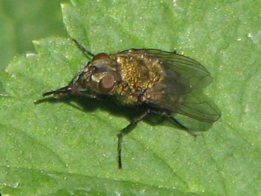 Pollenia