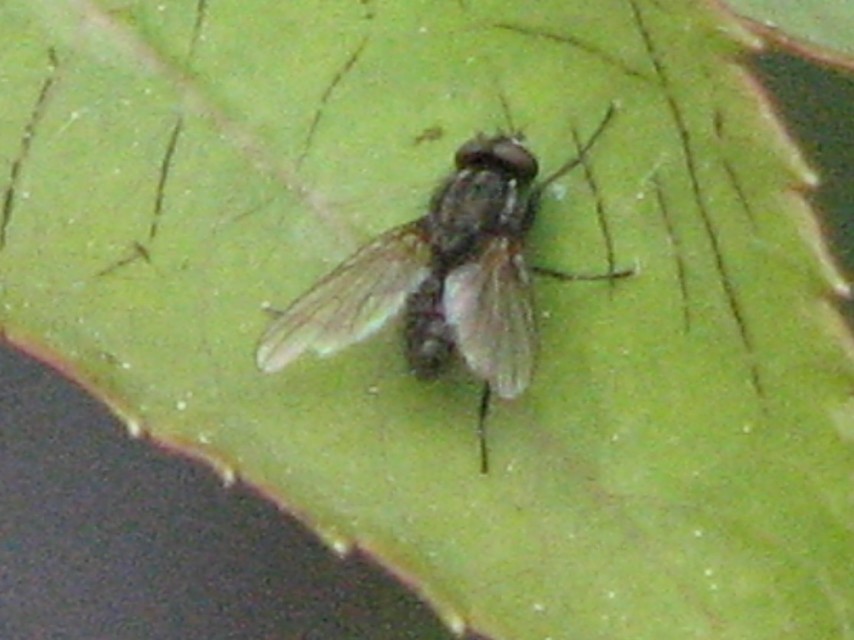 Anthomyiidae - viráglegyek
