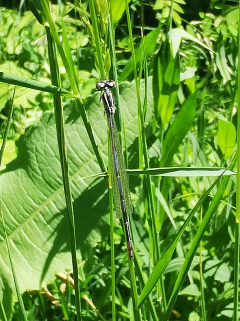 Coenagrion puella - azúrkék légivadász