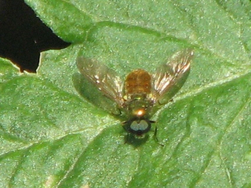 Chloromyia formosa - közönséges fémeslégy
