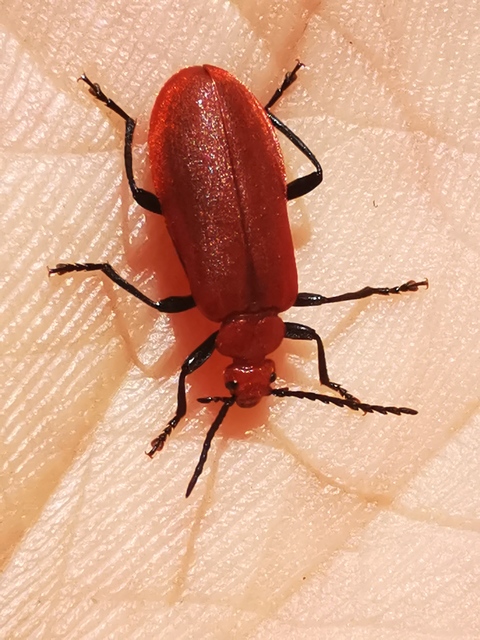 Pyrochroa serraticornis - közép-bíborbogár