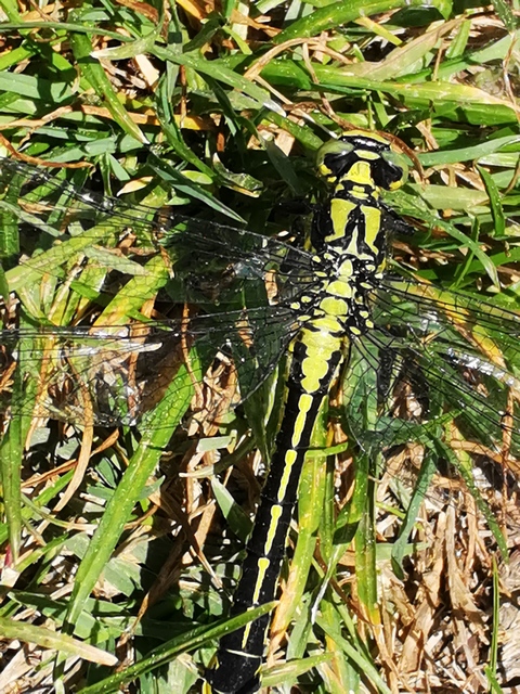 Gomphus vulgatissimus - feketelábú folyami-szitakötő