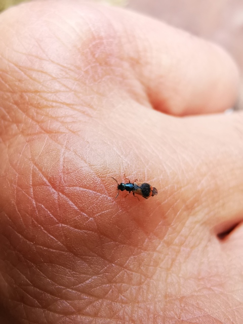 Anthocomus equestris - kétszínű bibircsesbogár