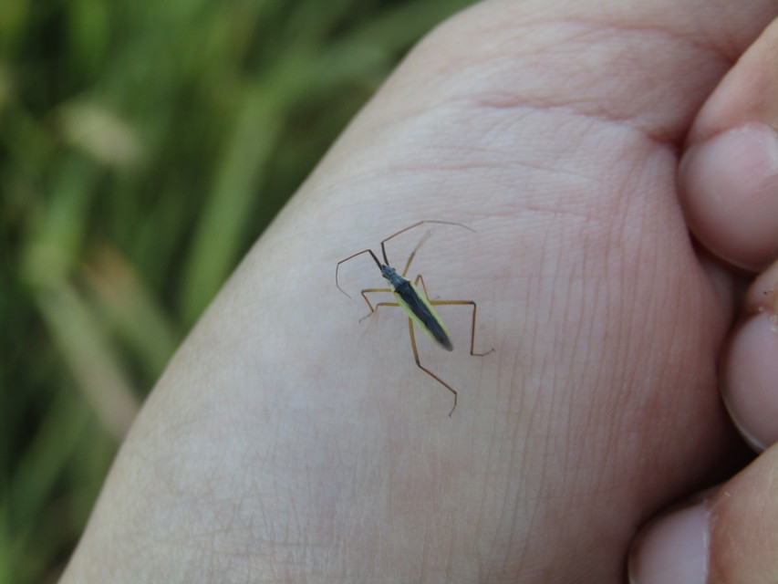 Notostira