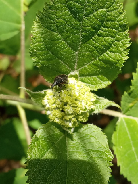 Larinus turbinatus - kúposorrú púderbarkó