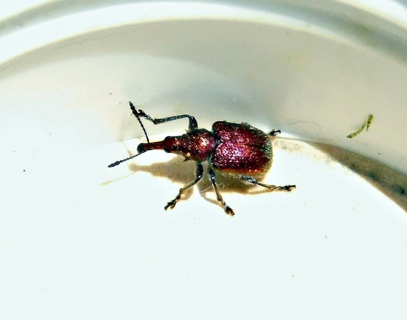 Rhynchites auratus - aranyos eszelény Rhynchites auratus - aranyos eszelény