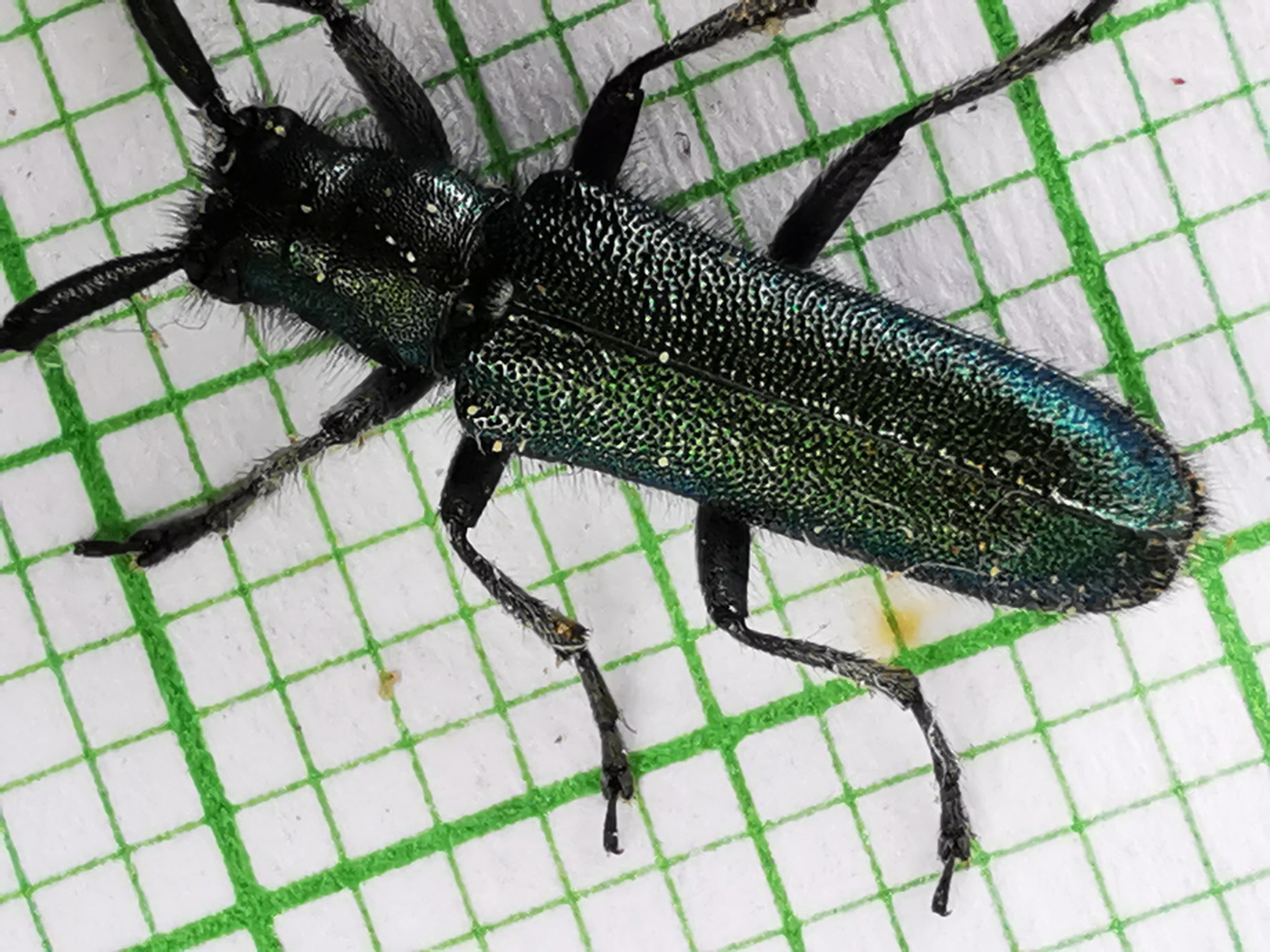 Agapanthia violacea - kék somkórócincér