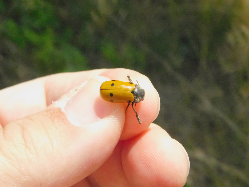 Lachnaia sexpunctata - szőrösnyakú zsákhordóbogár