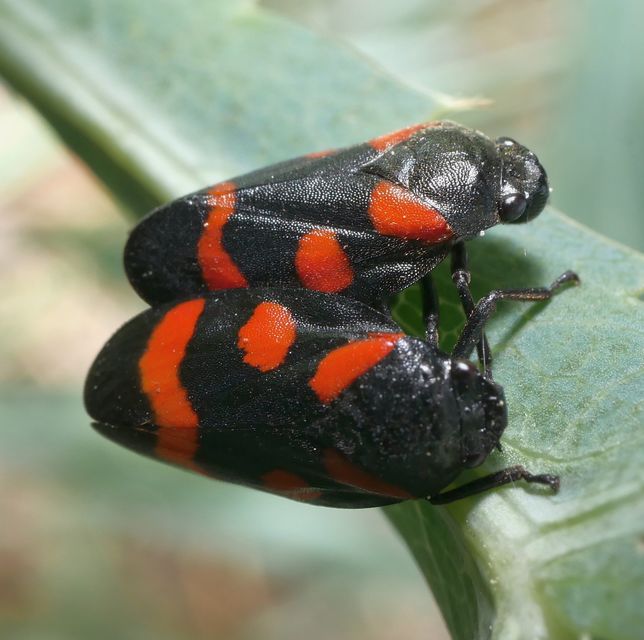 Cercopis