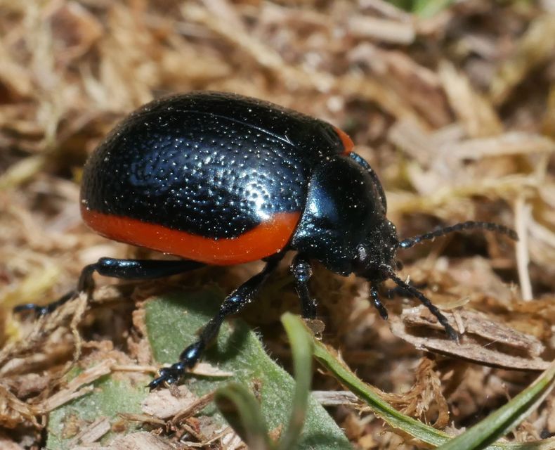 Chrysolina rossia - trapézhátú szegélyeslevelész