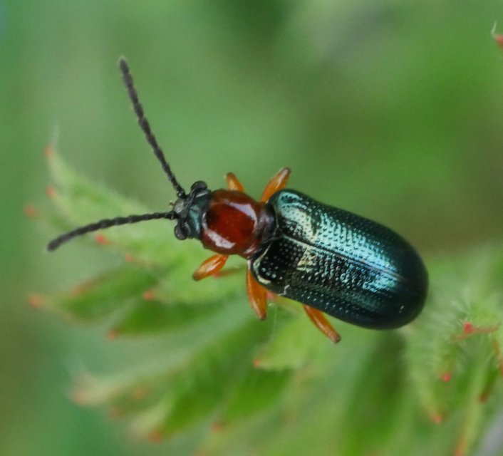 Oulema melanopus/duftschmidi