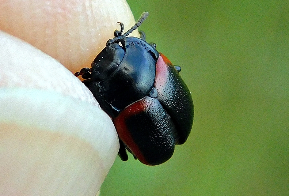 Chrysolina limbata - keretes levélbogár