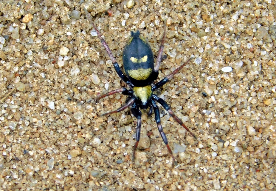 Callilepis
