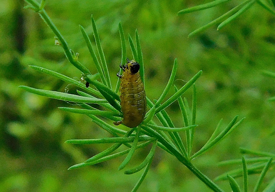 Crioceris