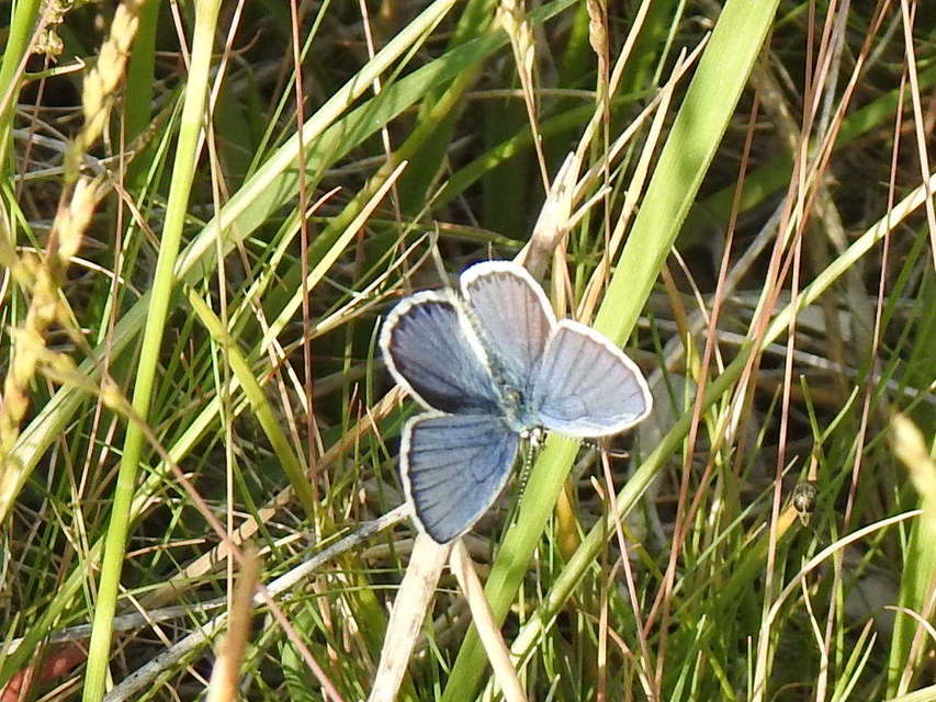 Plebejus argyrognomon - tintakék boglárka