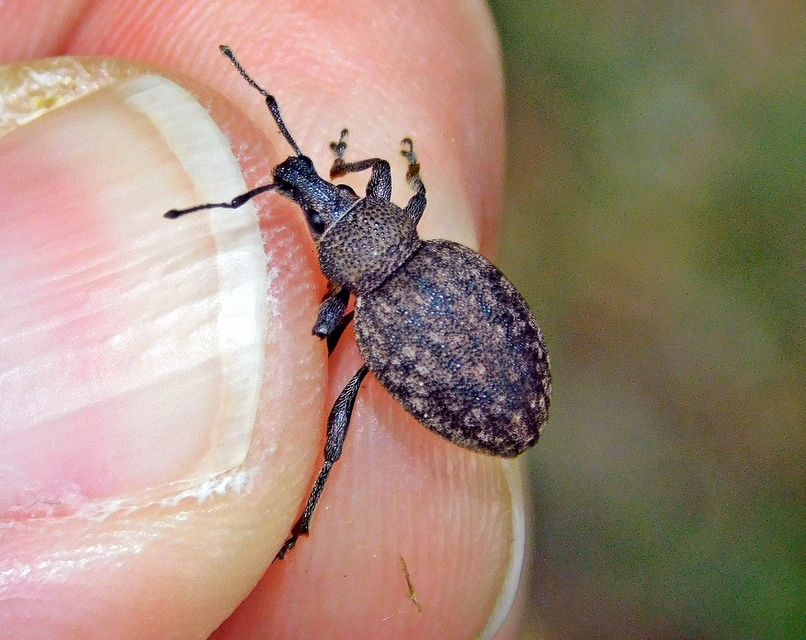 Otiorhynchus ligustici - vincellér-gyalogormányos