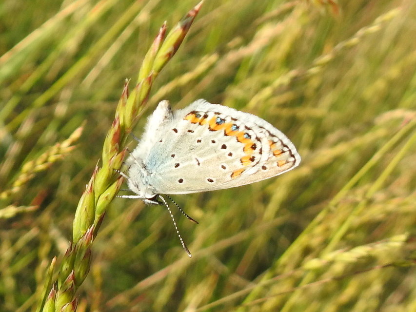 Plebejus argyrognomon - tintakék boglárka