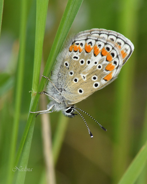 Aricia agestis - szerecsenboglárka
