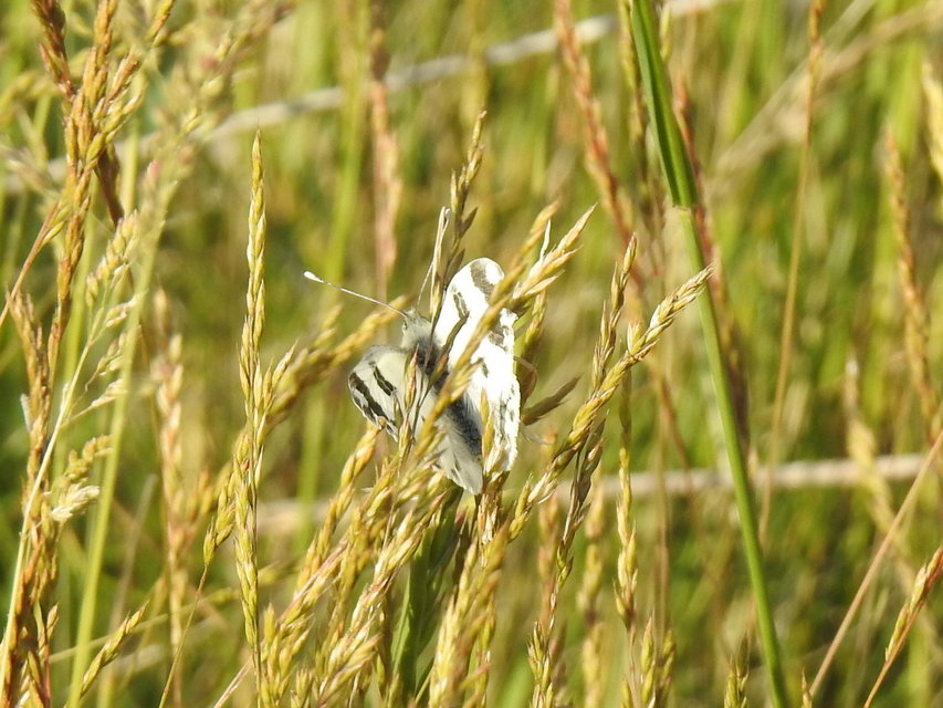 Pontia edusa - rezedalepke