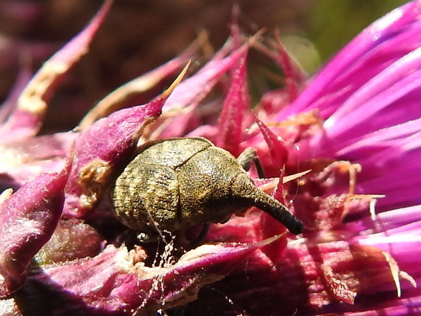 Larinus iaceae - sávosnyakú púderbarkó