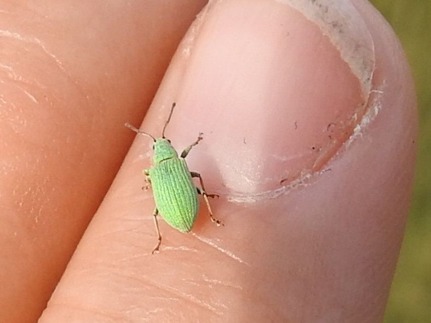 Phyllobius virideaeris - halványzöld levélormányos