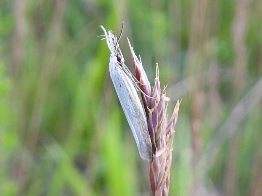 Pleurota