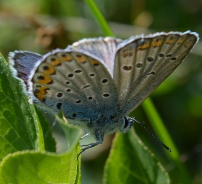 Plebejus argyrognomon - tintakék boglárka