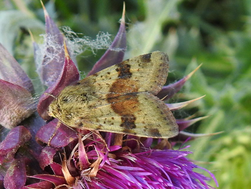 Heliothis viriplaca - mácsonyabagoly