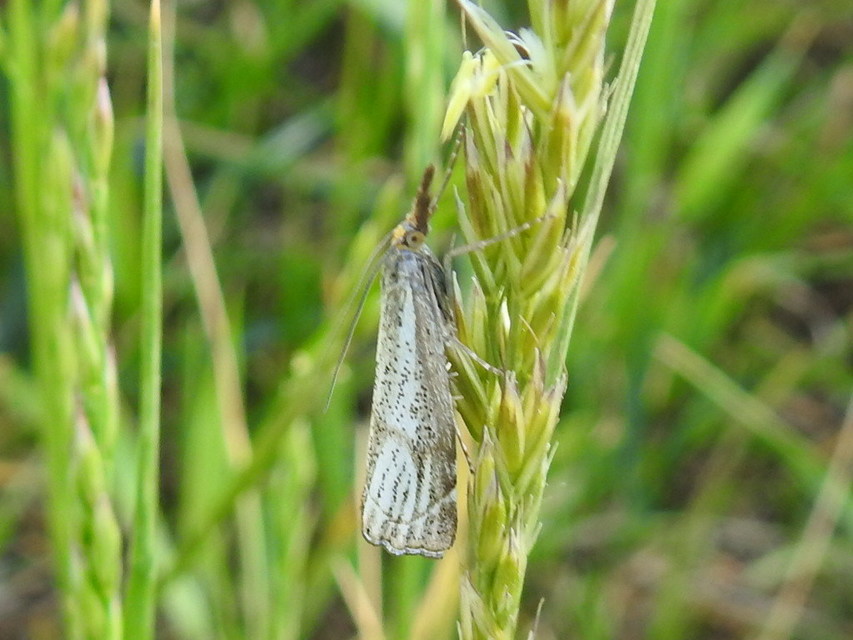 Thisanotia chrysonuchella - tavaszi fűgyökérmoly